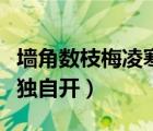 墙角数枝梅凌寒独自开赏析（墙角数枝梅凌寒独自开）