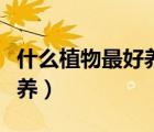 什么植物最好养又适合家里养（什么植物最好养）