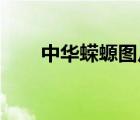 中华蝾螈图片 红腹（中华蝾螈图片）