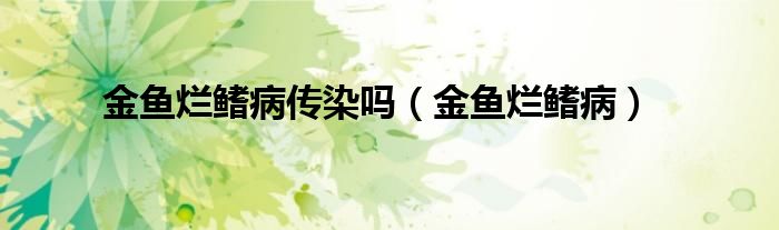 金鱼烂鳍病传染吗（金鱼烂鳍病）