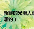 新鲜的光滑大鱼在哪钓好（新鲜的光滑大鱼在哪钓）