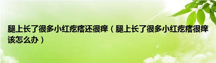 腿上长了很多小红疙瘩还很痒（腿上长了很多小红疙瘩很痒该怎么办）