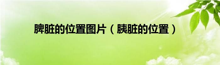 脾脏的位置图片（胰脏的位置）