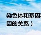 染色体和基因和dna的关系（染色体 dna 基因的关系）