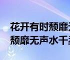 花开有时颓靡无声水千丞txt下载（花开有时颓靡无声水千丞）