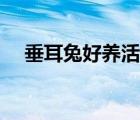 垂耳兔好养活吗怎么养（垂耳兔好养活）