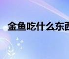 金鱼吃什么东西可以长得快（金鱼吃什么）
