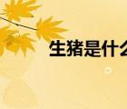 生猪是什么意思（生猪什么意思）