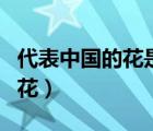 代表中国的花是什么花只有一个（代表中国的花）