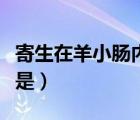 寄生在羊小肠内的线虫是（寄生在盲肠的线虫是）