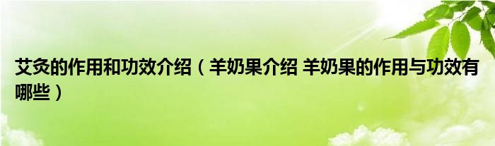 艾灸的作用和功效介绍（羊奶果介绍 羊奶果的作用与功效有哪些）