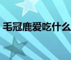 毛冠鹿爱吃什么玉米嫩叶（毛冠鹿爱吃什么）