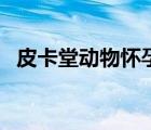 皮卡堂动物怀孕要多久（皮卡堂怎么怀孕）