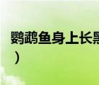 鹦鹉鱼身上长黑斑怎么治（鹦鹉鱼身上长黑斑）
