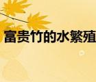 富贵竹的水繁殖方法（富贵竹的水养殖方法）