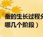 蚕的生长过程分为几个阶段（蚕的生长过程有哪几个阶段）