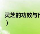 灵芝的功效与作用及禁忌（灵芝的功效与作用）