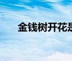 金钱树开花是什么预兆（金钱树开花）