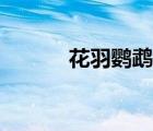 花羽鹦鹉在哪里刷（花羽鹦鹉）