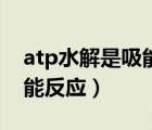 atp水解是吸能反应还是放能（atp水解是吸能反应）