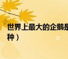 世界上最大的企鹅是哪一种类型（世界上最大的企鹅是哪一种）
