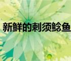 新鲜的刺须鲶鱼在哪钓（刺须鲶鱼配方哪买）