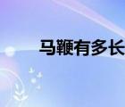 马鞭有多长插的时候（马鞭有多长）