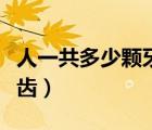 人一共多少颗牙齿不算智齿（人一共多少颗牙齿）
