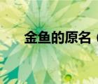 金鱼的原名（金鱼的故乡是哪个国家）
