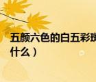 五颜六色的白五彩斑斓的黑是什么梗（五颜六色的近义词是什么）