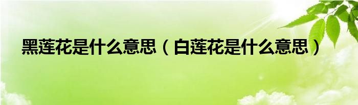 黑莲花是什么意思（白莲花是什么意思）