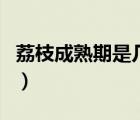 荔枝成熟期是几月份（产后哺乳期能吃荔枝吗）