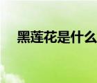黑莲花是什么意思（白莲花是什么意思）