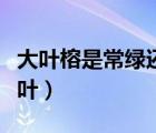 大叶榕是常绿还是落叶（小叶榕是常绿还是落叶）