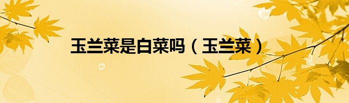 玉兰菜是白菜吗（玉兰菜）