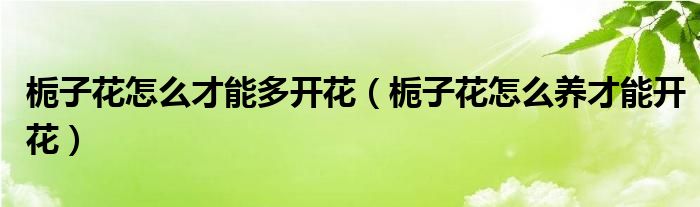 栀子花怎么才能多开花（栀子花怎么养才能开花）