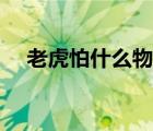老虎怕什么物品或者东西（老虎怕什么）