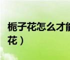 栀子花怎么才能多开花（栀子花怎么养才能开花）