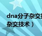 dna分子杂交技术探针（什么叫做DNA分子杂交技术）