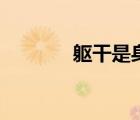 躯干是身体哪个位置（躯干）