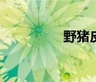 野猪皮的用途（野猪皮）