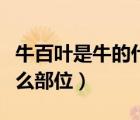 牛百叶是牛的什么部位图片（牛百叶是牛的什么部位）