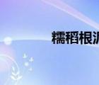 糯稻根泥鳅汤功效（糯稻根）