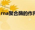 rna聚合酶的作用部位（rna聚合酶结合位点）
