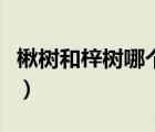 楸树和梓树哪个木材好（梓树与楸树怎么区分）