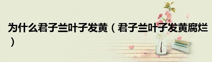 为什么君子兰叶子发黄（君子兰叶子发黄腐烂）
