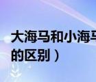 大海马和小海马的区别图片（大海马和小海马的区别）