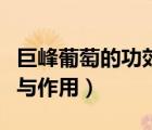 巨峰葡萄的功效与作用禁忌（巨峰葡萄的功效与作用）