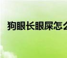 狗眼长眼屎怎么回事（人为什么会有眼屎）
