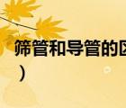 筛管和导管的区别在哪里（筛管和导管的区别）